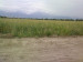 Продажа земельного участка, 130 сот, Кендала в Талгаре - фото 2