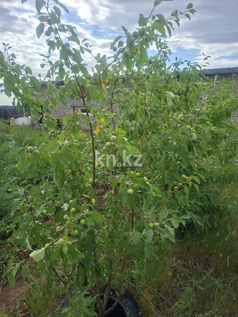 Продажа дачи, 10 сот. - Продажа дач в Казахстане фото 15 из 15