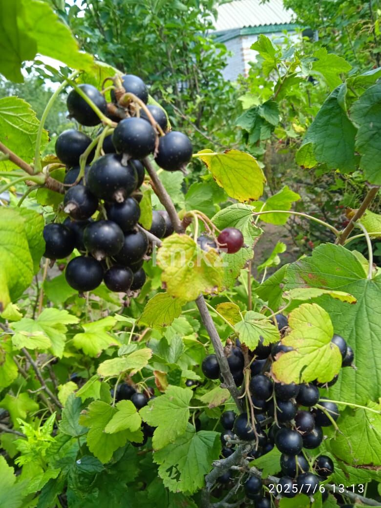 Продажа дачи, 4 сот. - Продажа дач в Казахстане фото 12 из 15