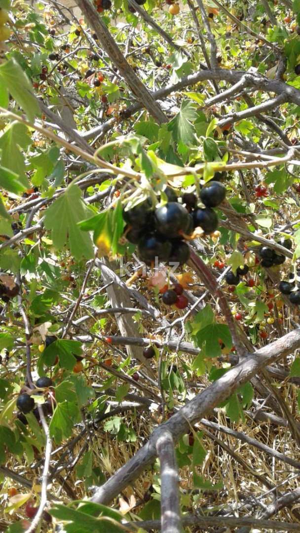 Продажа земельного участка, 1573 м², Умирзак - Продажа квартир в Актау фото 6 из 14