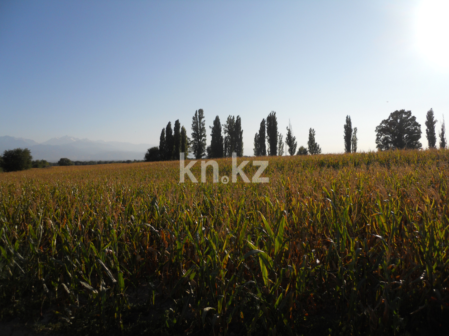 Продажа земельного участка, 10 га, Жанашар - Продажа земельных участков в Алматинской области фото 3 из 6