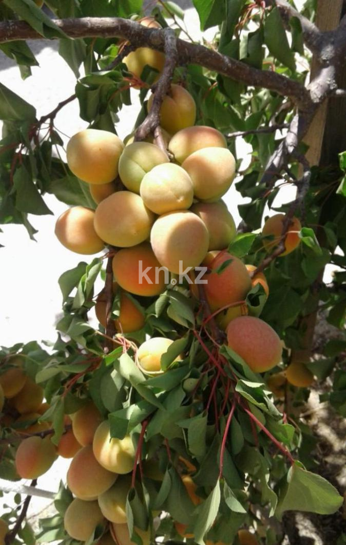 Продажа земельного участка, 1573 м², Умирзак - Продажа квартир в Актау фото 10 из 14