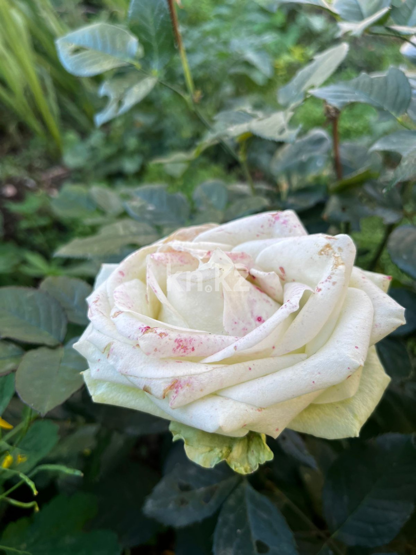 Продажа дачи, 21 сот. - Недвижимость в Казахстане - страница 33 фото 24 из 26