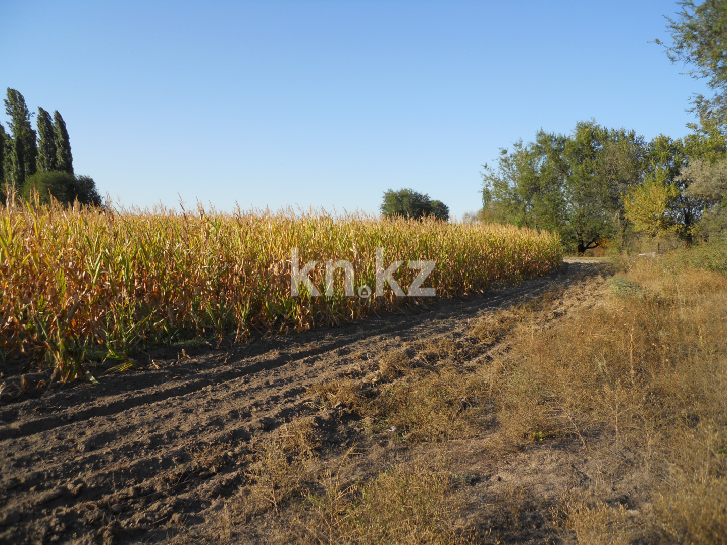 Продажа земельного участка, 10 га, Жанашар - Продажа земельных участков в Алматинской области фото 4 из 6