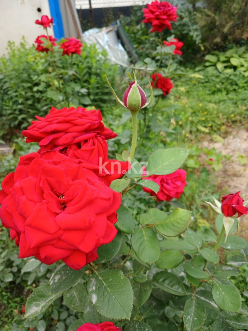 Продажа 4-комнатного дома, 90 м², ул. Урицкого - Продажа домов, коттеджей в Алматы с фото фото 31 из 31