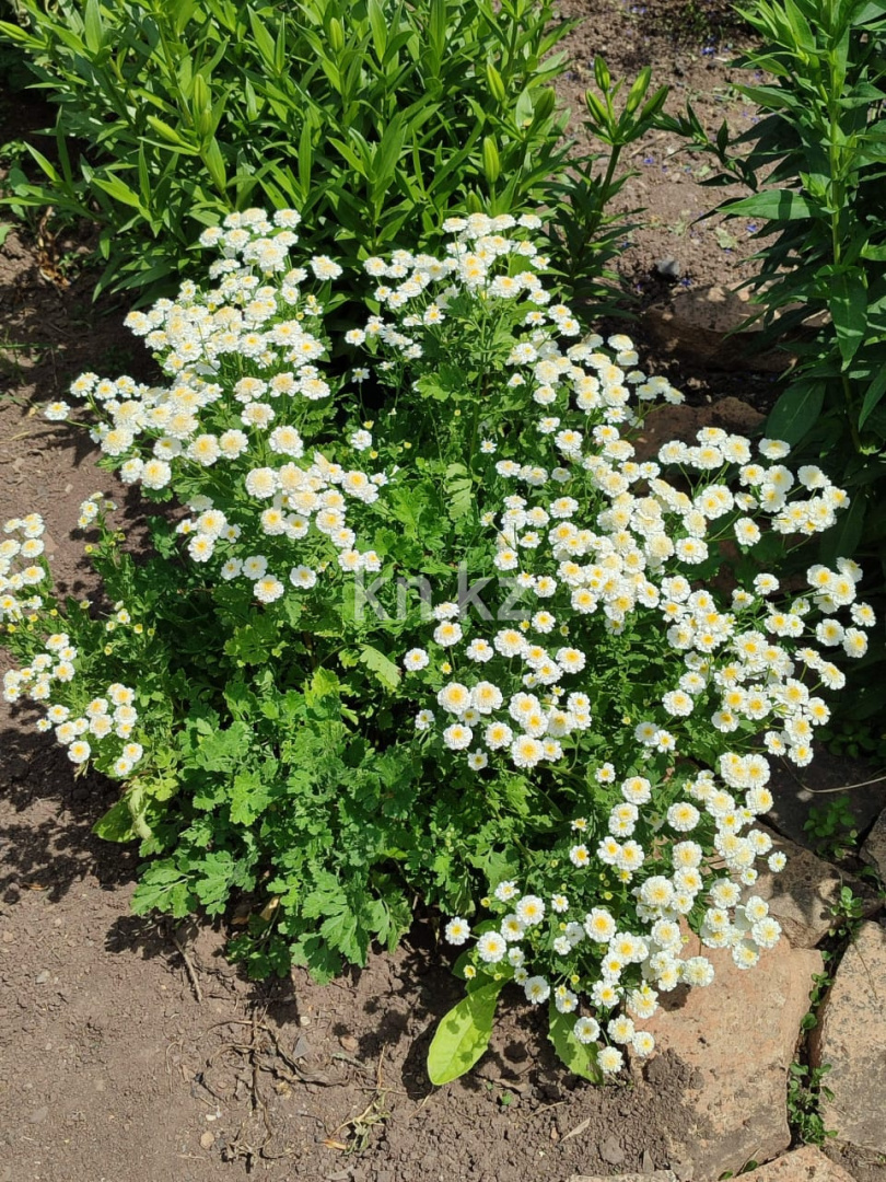 Продажа 4-комнатного дома, 83.8 м² - Продажа домов, коттеджей в Казахстане фото 10 из 18