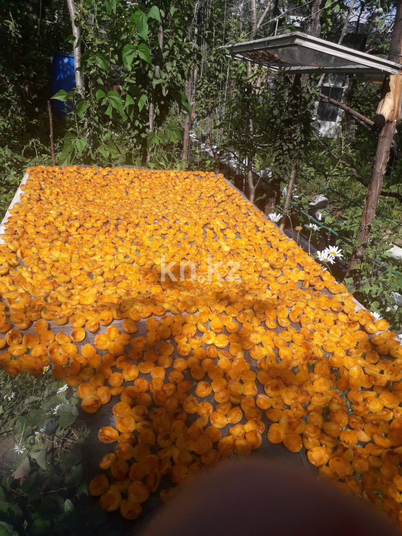 Продажа дачи, 8.5 сот., ул. Алмалы - Продажа дач в Алматы без посредников фото 5 из 5