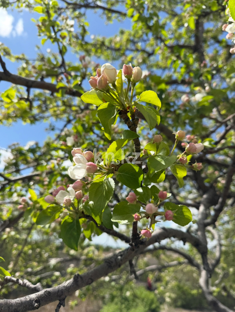 Продажа дачи, 11.4 сот., ул. Озёрная - Продажа квартир в Темиртау фото 9 из 9