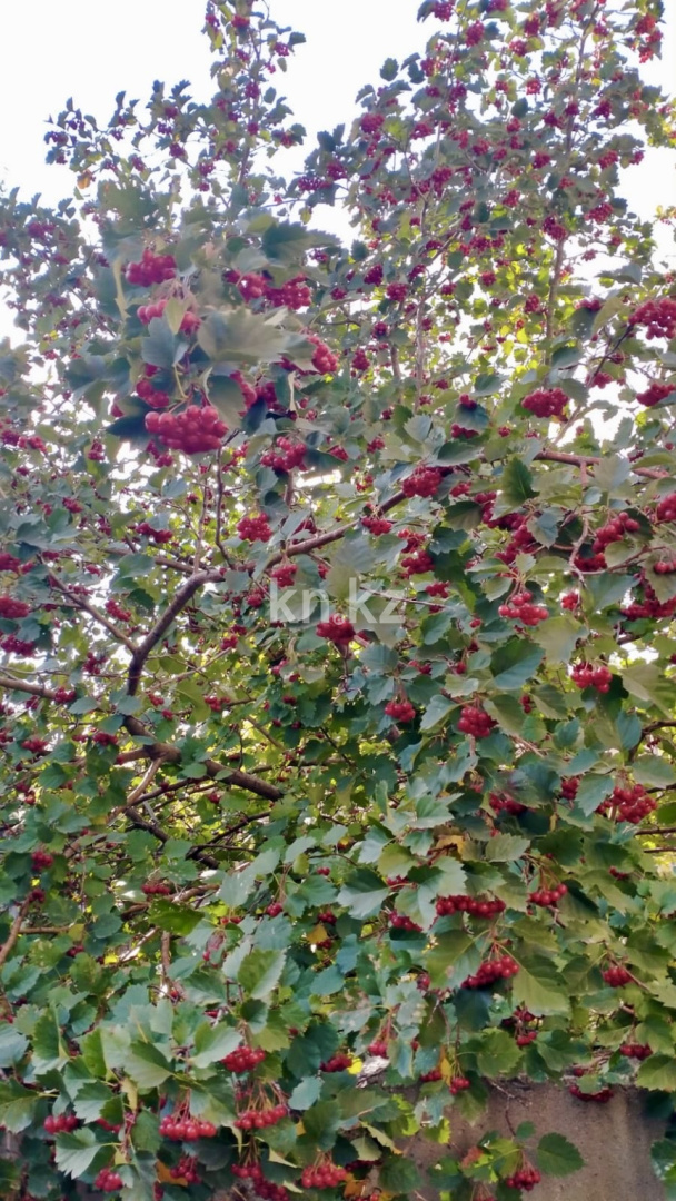 Продажа дачи, 12 сот., Елочка - Продажа дач в Караганде с фото фото 30 из 39