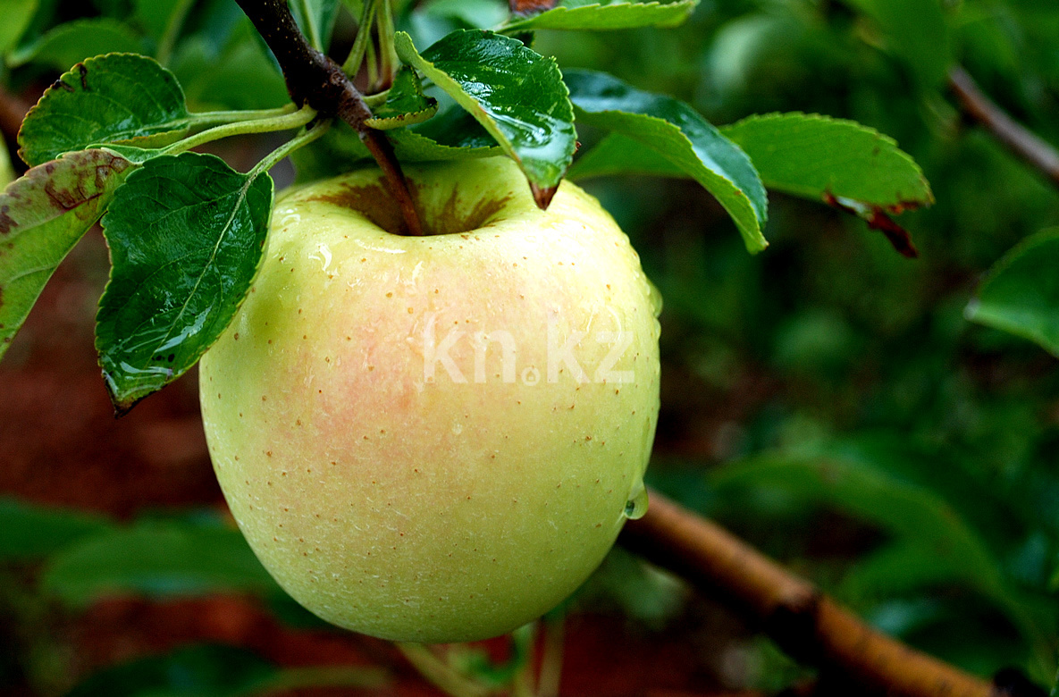 Продажа 4-комнатного дома, 100 м², Малкеева - Продажа и аренда недвижимости в Есике фото 7 из 7