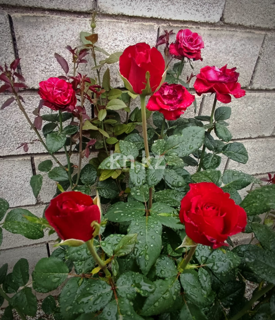 Продажа 4-комнатного дома, 128 м², Талапкер - Продажа домов, коттеджей в Алматинской области фото 4 из 40