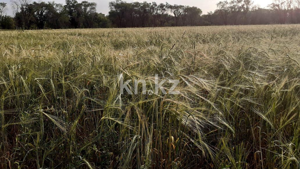 Продажа земельного участка, 635 сот., Байтерек п. - Продажа земельных участков в Алматинской области фото 5 из 10