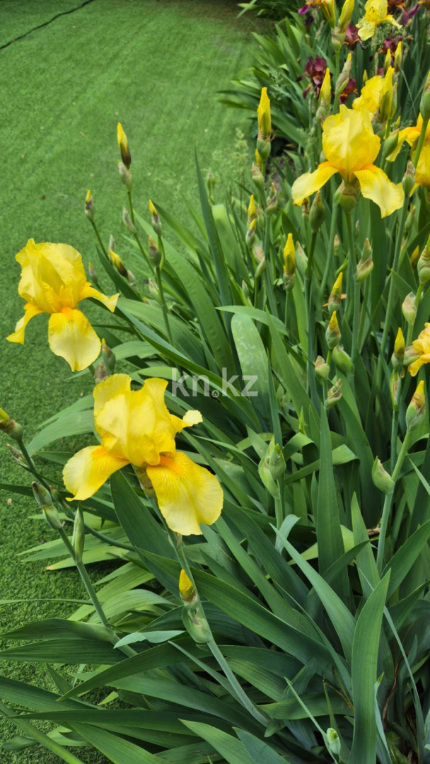 Продажа 4-комнатного дома, 200 м², ул. Омская - Продажа домов, коттеджей в Алматы без посредников фото 5 из 19