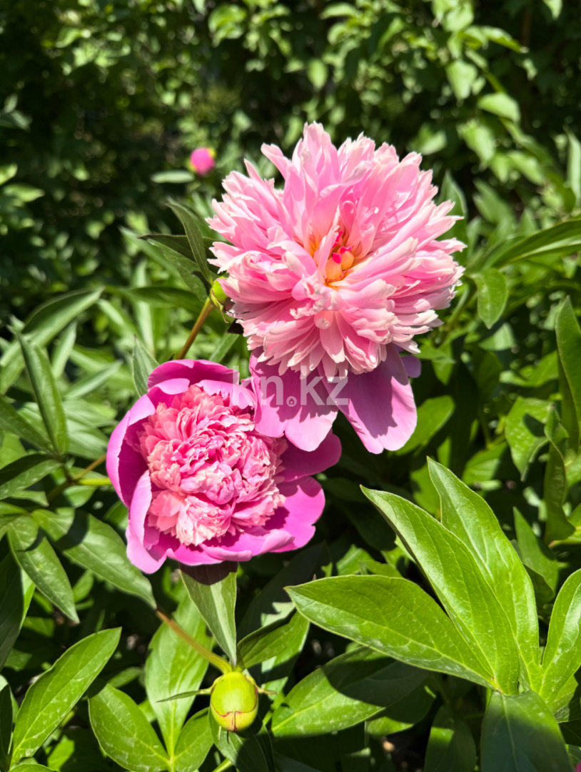 Продажа дачи, 11.4 сот., ул. Озёрная - Продажа квартир в Темиртау фото 5 из 9