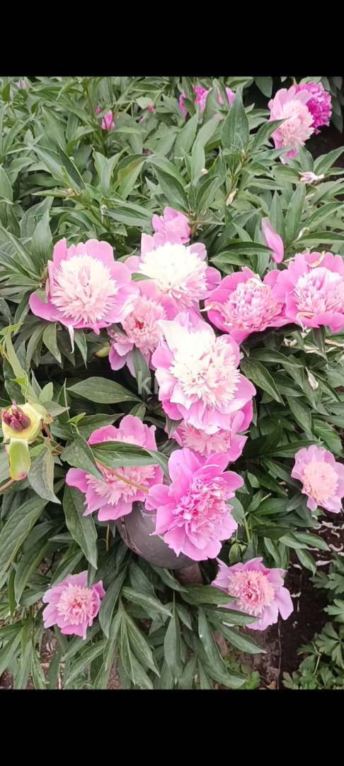 Продажа дачи, 8.5 сот. - Продажа недвижимости в Актобе фото 11 из 11