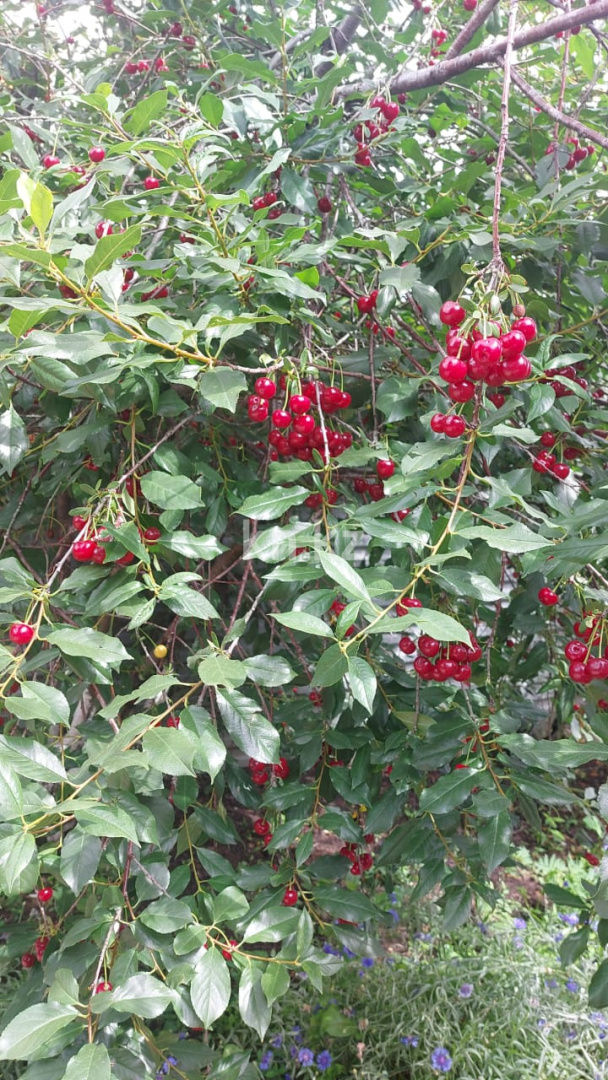 Продажа 4-комнатного дома, 56 м², ул. Жилстроевская, дом  47/2 - Продажа домов и коттеджей в Караганде без посредников фото 12 из 14