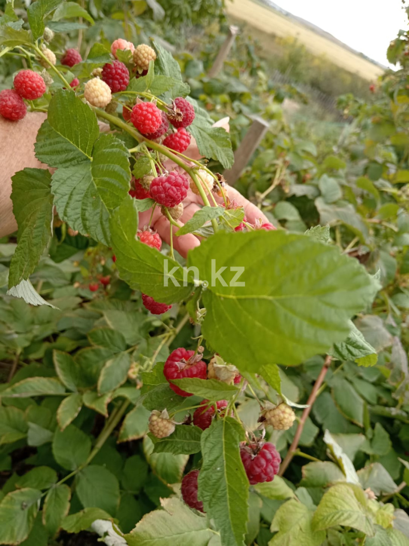 Продажа дачи, 21 сот. - Недвижимость в Казахстане - страница 33 фото 9 из 26