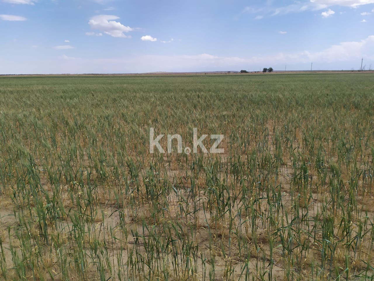 Продажа земельного участка, 4315 га, Участок 4315 - Продажа земельных участков в Алматинской области фото 4 из 4