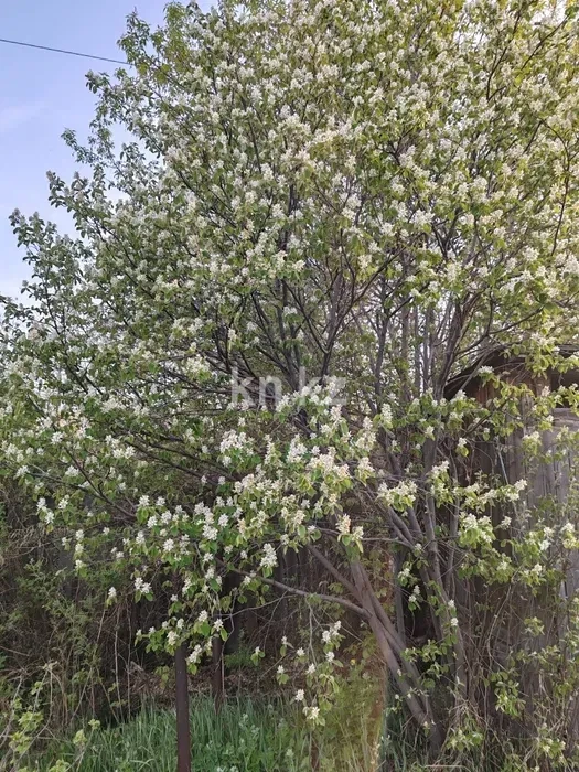 Продажа дачи, 9 сот. - Продажа дач в Караганде фото 13 из 16