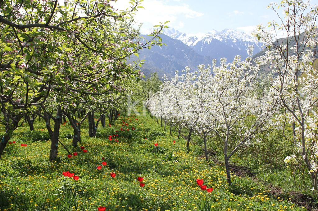 Продажа 4-комнатного дома, 100 м², Малкеева - Продажа и аренда недвижимости в Есике фото 4 из 7