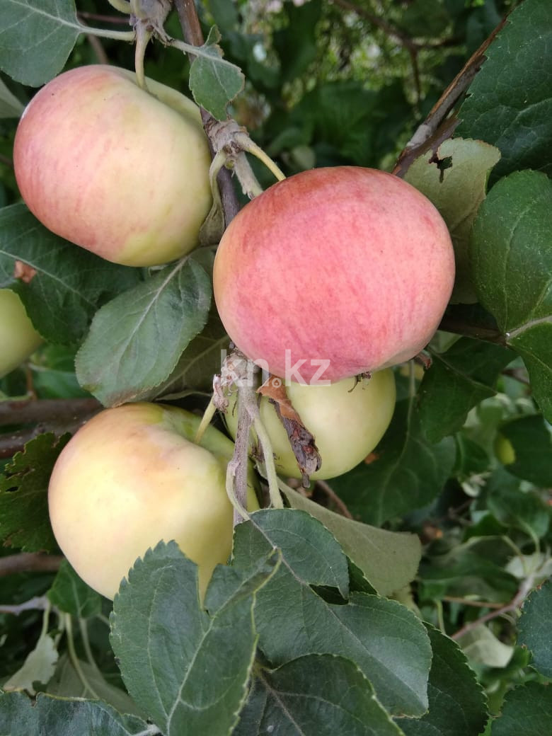 Продажа 3-комнатного дома, 80 м², Сейфуллина, дом  125 - Продажа и аренда недвижимости в Павлодаре фото 10 из 11