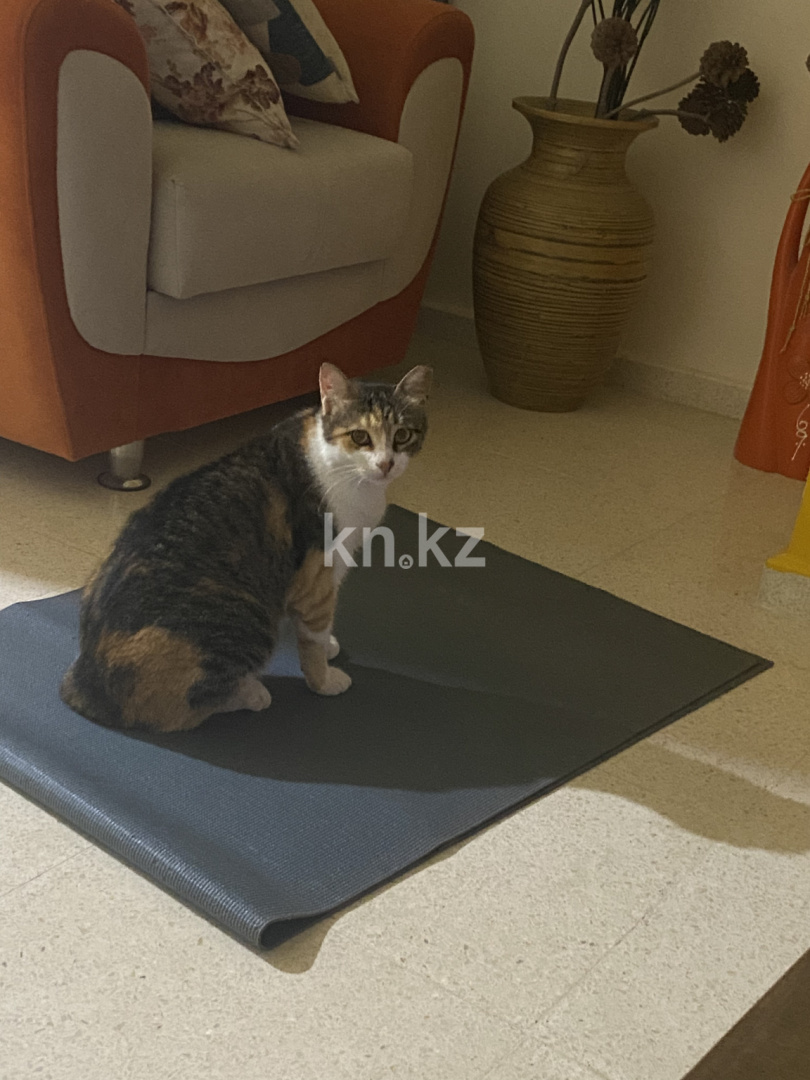 Продажа 4-комнатного дома, 120 м², Гулдер, дом  9 - ул. Айманова - Продажа домов, коттеджей в Алматы без посредников фото 22 из 22