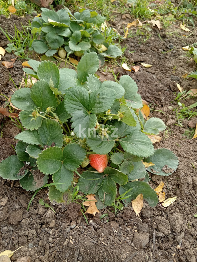 Продажа дачи, 21 сот. - Недвижимость в Казахстане - страница 33 фото 7 из 26