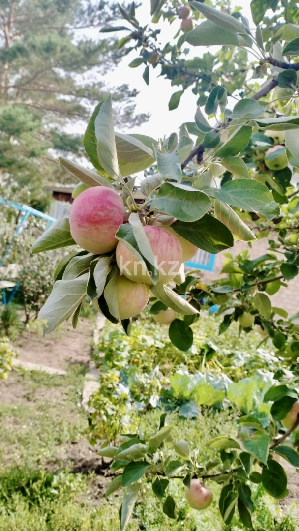 Продажа дачи, 12 сот., Елочка - Продажа дач в Караганде с фото фото 31 из 39