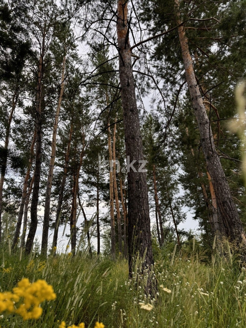 Продажа участка, 24.7 га - Недвижимость в Усть-Каменогорске фото 6 из 8