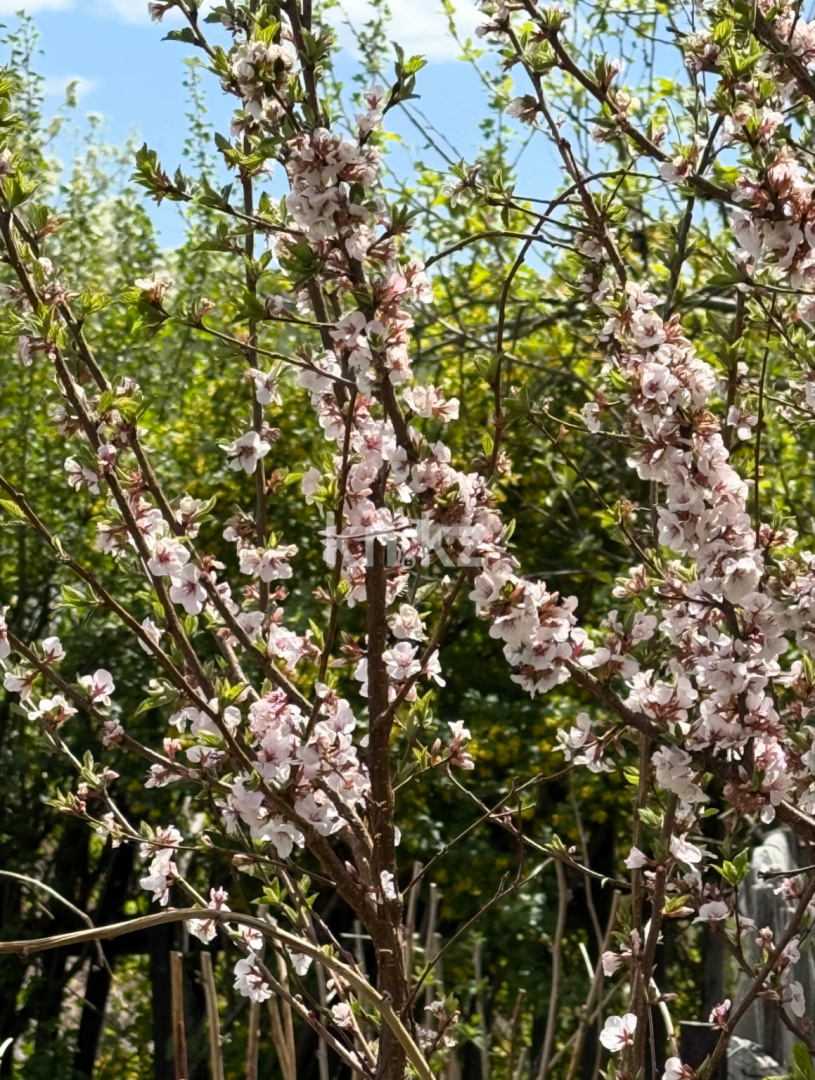 Продажа дачи, 11.4 сот., ул. Озёрная - Продажа квартир в Темиртау фото 6 из 9