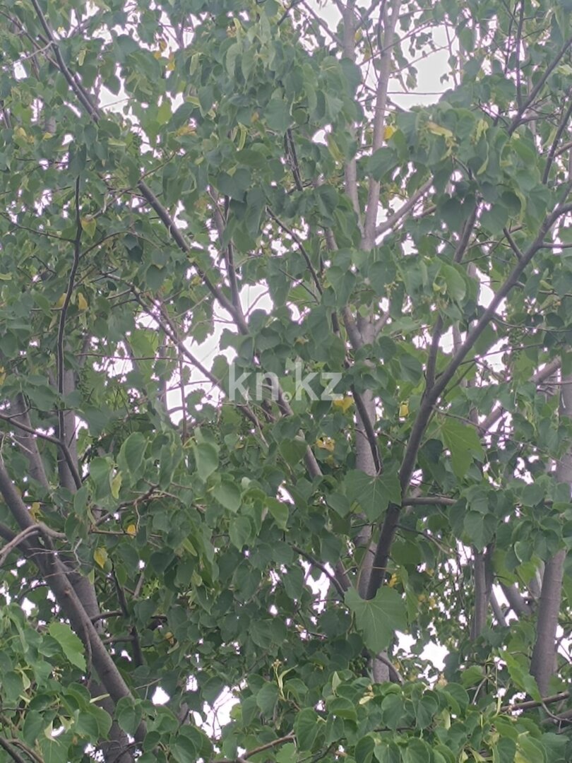 Продажа дачи, 7 сот. в Алматы - фото 3