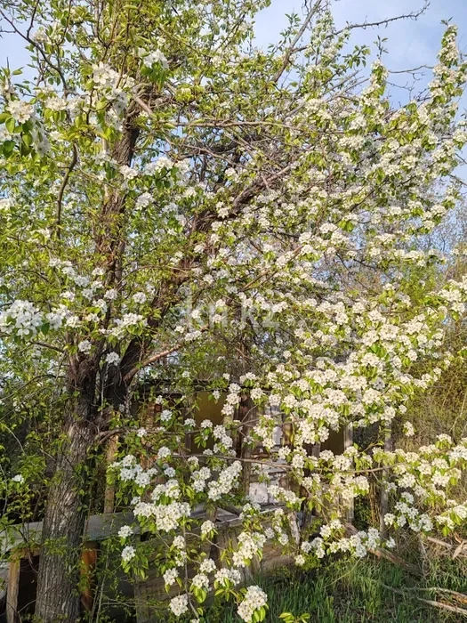 Продажа дачи, 9 сот. - Продажа дач в Караганде фото 12 из 16