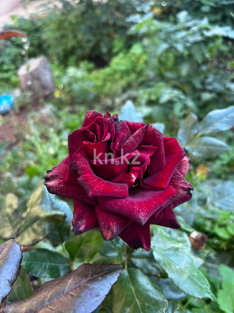 Продажа дачи, 21 сот. - Недвижимость в Казахстане - страница 33 фото 25 из 26