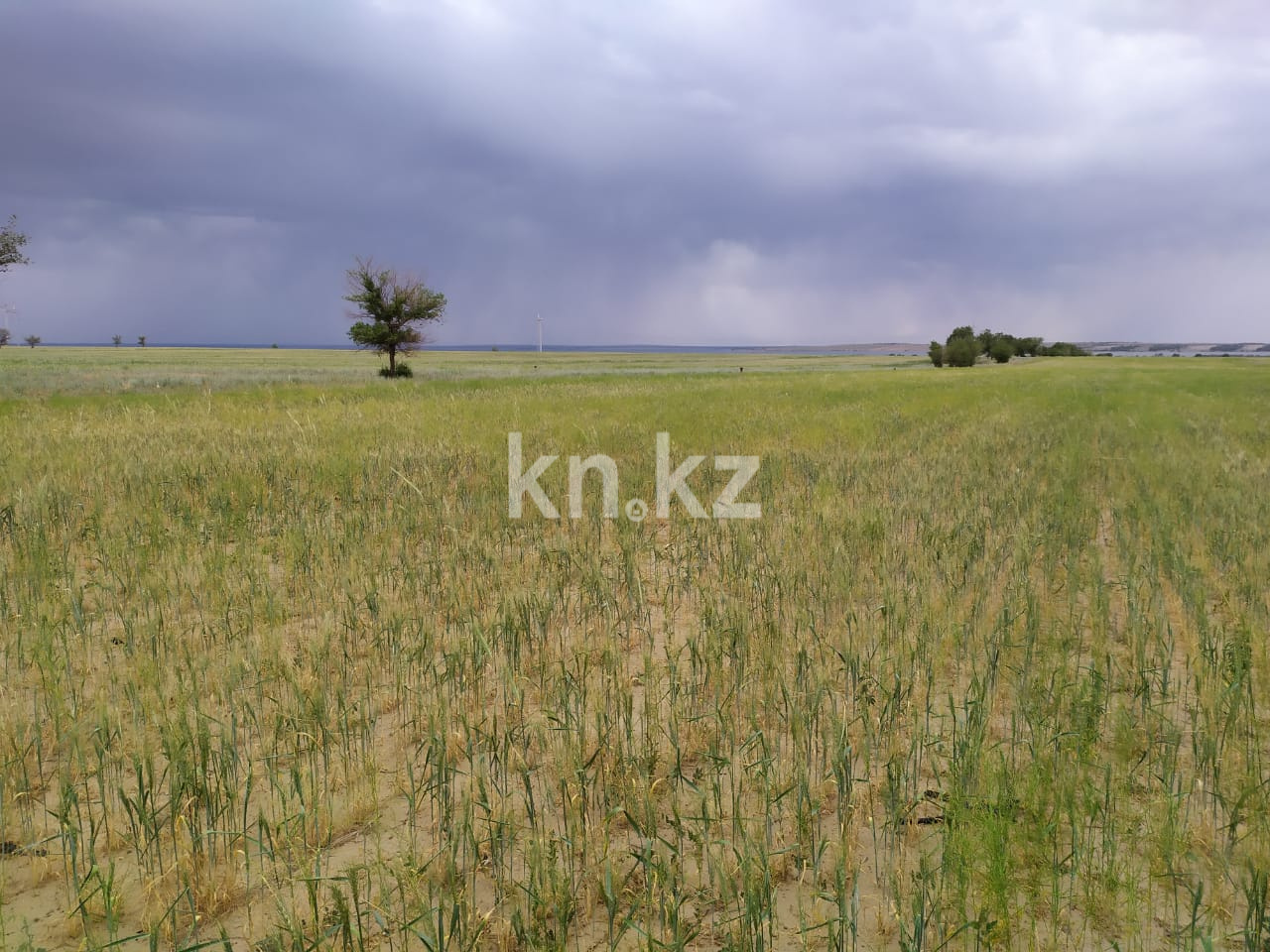 Продажа земельного участка, 4315 га, Участок 4315 - Продажа земельных участков в Алматинской области фото 3 из 4