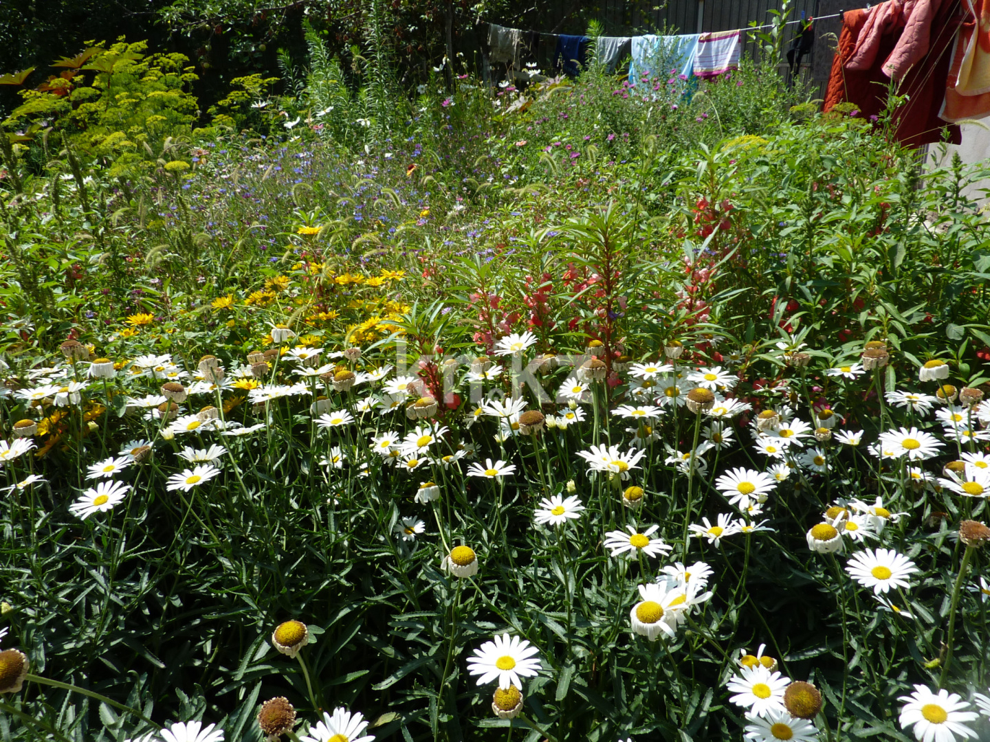 Продажа дачи, 8 сот. - Недвижимость в Шымкенте - страница 2 фото 10 из 13