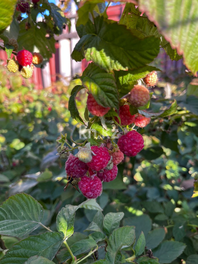 Продажа дачи, 21 сот. - Недвижимость в Казахстане - страница 33 фото 17 из 26