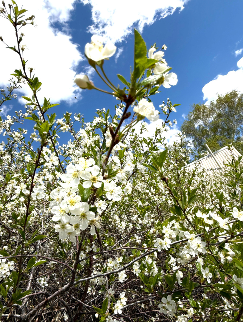 Продажа дачи, 11.4 сот., ул. Озёрная - Продажа квартир в Темиртау фото 8 из 9