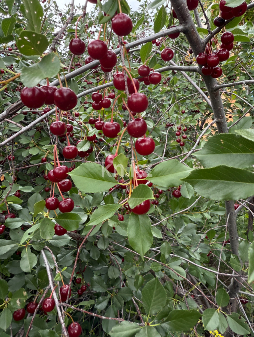 Продажа дачи, 11.4 сот., ул. Озёрная - Продажа квартир в Темиртау фото 4 из 9