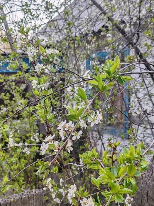 Продажа дачи, 9 сот. - Продажа дач в Караганде фото 10 из 16