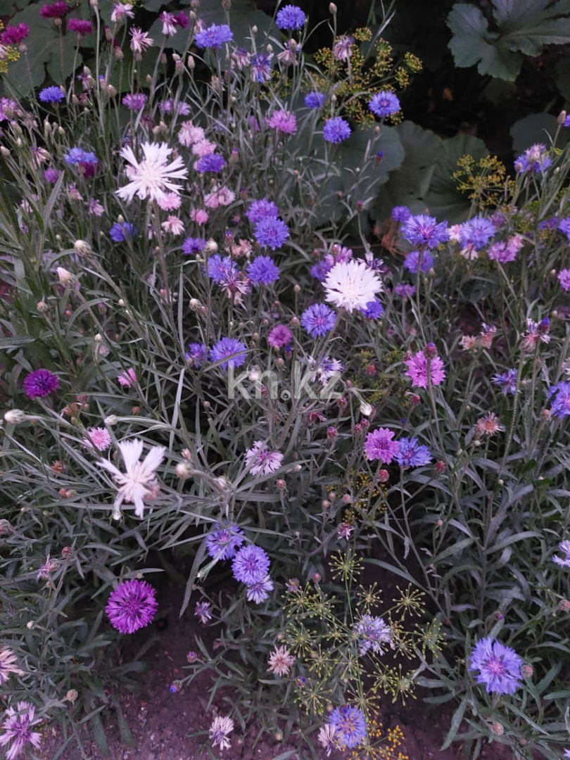 Продажа 4-комнатного дома, 56 м², ул. Жилстроевская, дом  47/2 - Продажа домов и коттеджей в Караганде без посредников фото 13 из 14