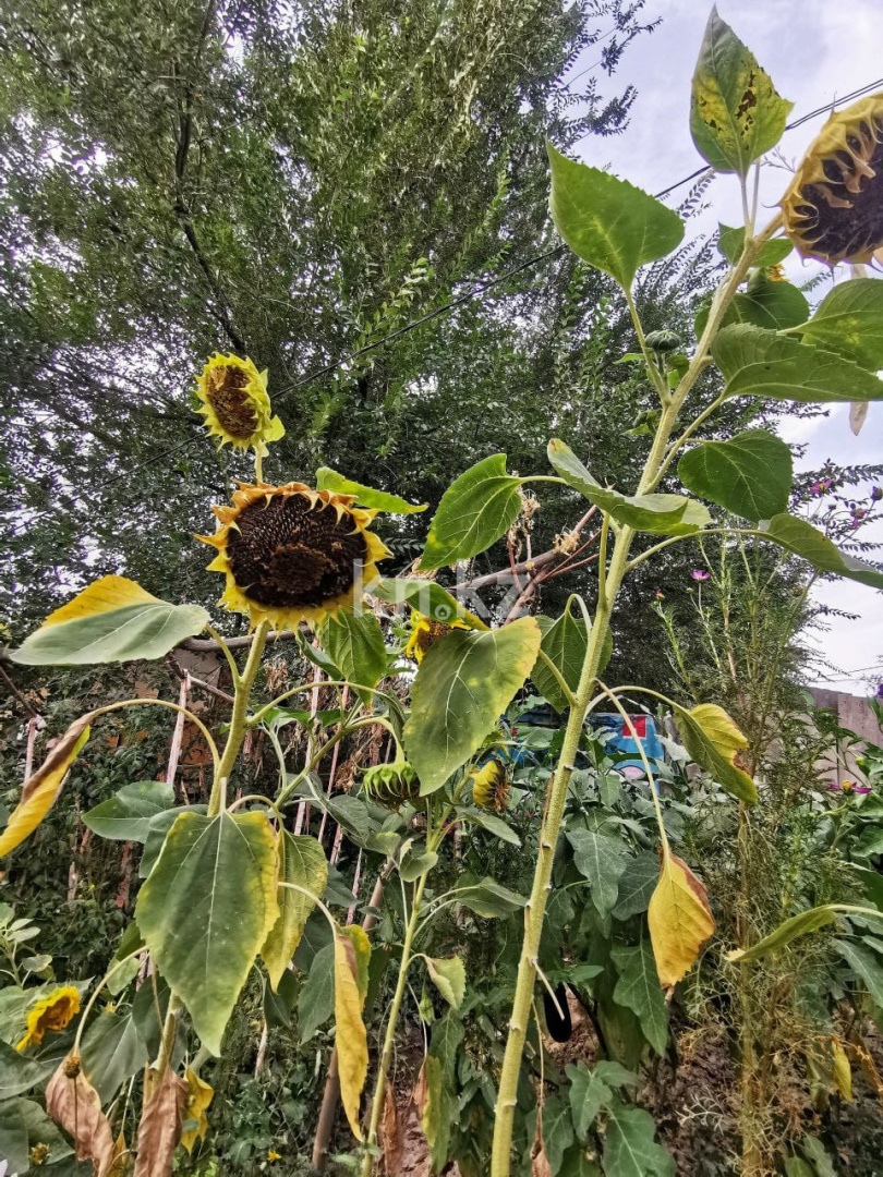 Продажа 4-комнатного дома, 60 м², Боралдай, ул.Сельский - Продажа домов, коттеджей в Алматинской области фото 7 из 14