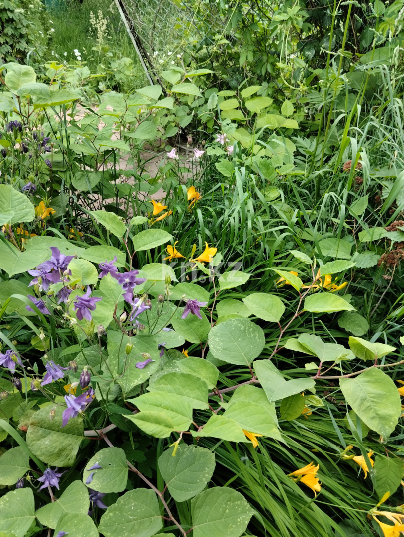 Продажа дачи, 11 сот., Юбилейный с. о. - Продажа квартир в Алматинской области фото 24 из 26