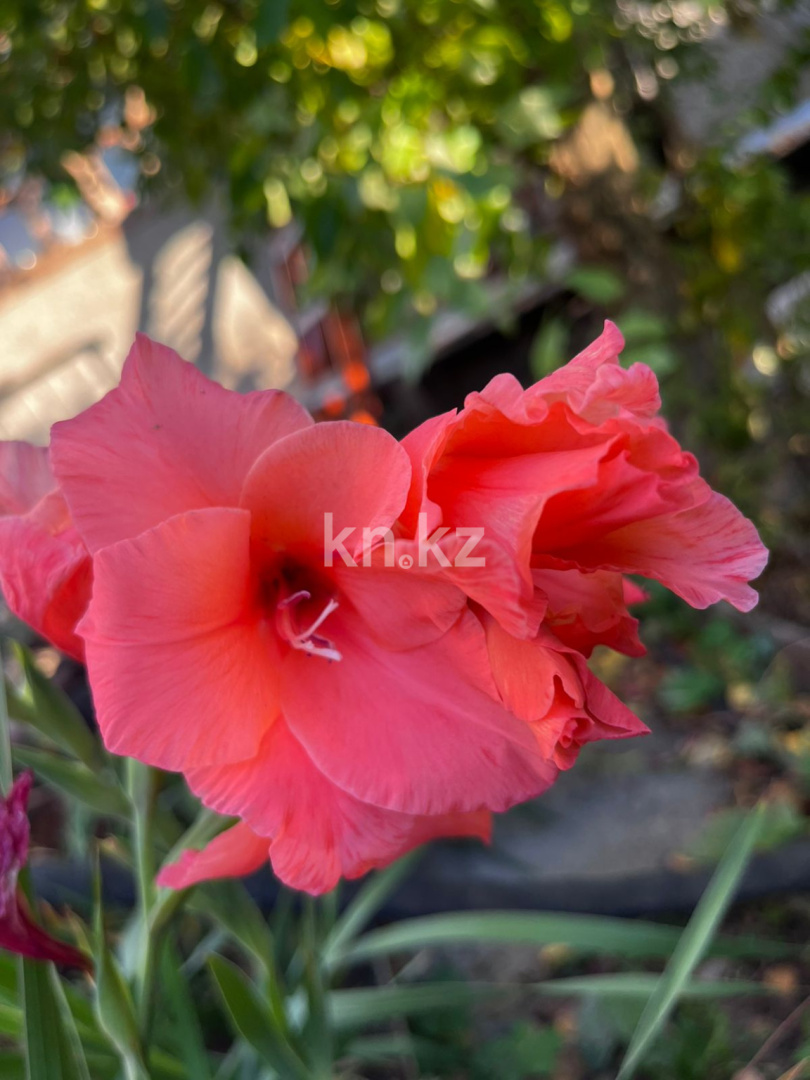 Продажа дачи, 21 сот. - Недвижимость в Казахстане - страница 33 фото 26 из 26