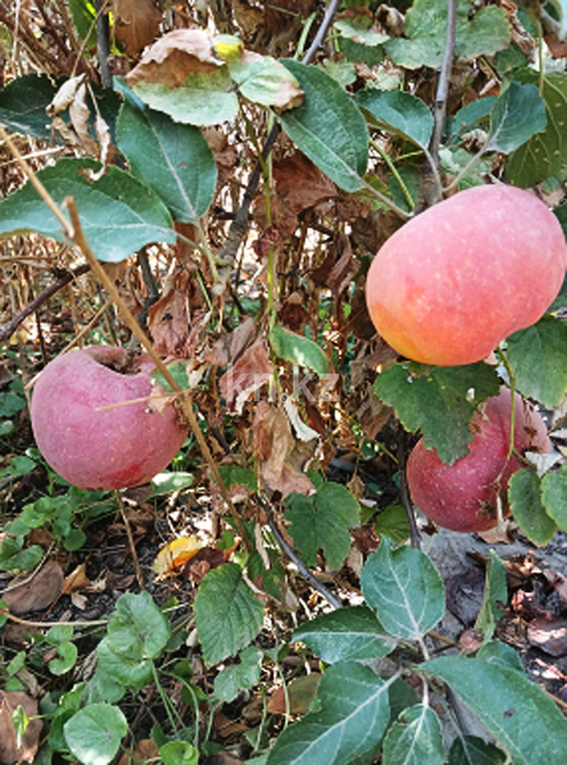 Продажа 4-комнатного дома, 90 м², ул. Урицкого - Продажа домов, коттеджей в Алматы с фото фото 30 из 31