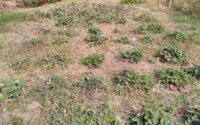 Продажа дачи, 6 сот. в Алматинской области - фото 11